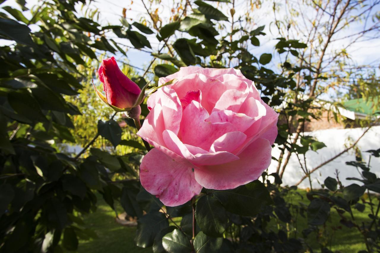 The Browns' Luxury Suites & Cottage Dullstroom Ngoại thất bức ảnh